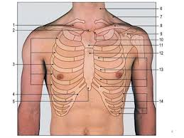 It, along with the skin and associated fascia and muscles, make up the thoracic wall, and provides. Thoracic Cage
