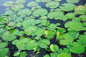 Very pleased and may order more. Lotus Leaves Floating In Pool Stock Photo Picture And Royalty Free Image Image 10705343