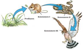 Adapun alur dari rantai makanan detritus yang bisa kita lihat dari gambar di atas. Mengenal Proses Rantai Makanan Makhluk Hidup Muffingraphics Com