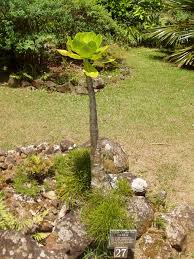 The various nurseries associated with the landscape industry council of hawaii sell the plants throughout the islands. Brighamia Insignis Wikipedia