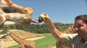 Pin By The Goof Ballz On Fun Videos San Diego Zoo Zoo Giraffe