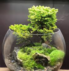 Very Cool Fish Bowl Terrarium Setup In 2020 Air Garden Garden Terrarium Plants