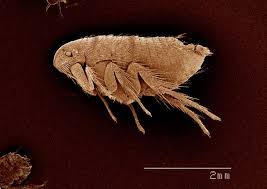 Heute werde ich ihnen zeigen, fantastische tipps, wie man flöhe im teppich natürlich töten. Flohe Bei Hunden Ihre Apotheke Informiert Uber Tiergesundheit