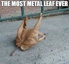 Rockandroll Leaf Meme Music Memes Funny Music Memes Music Humor