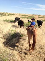 Amor Vaquero Tkz N N Vaquero Horses Amor