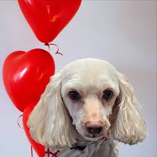 The City of York, South Carolina Group