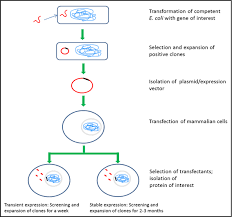 Protein Expression Systems Sigma Aldrich