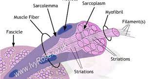 Labelled Diagram Of A Muscle Cell Human Anatomy Model Anatomy Models Labeled Homeschool Science