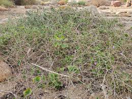 Image result for Commicarpus grandiflorus
