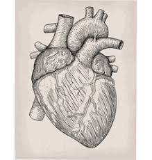 Thingiverse is a universe of things. Anatomical Heart Vector Images Over 4 000