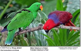 Eclectus Parrots Beauty Of Birds