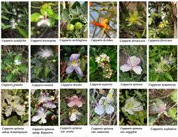 Image result for Capparis cartilaginea