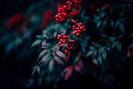 untitled flowers photography wallpaper 5d wallpaper wallpaper earth