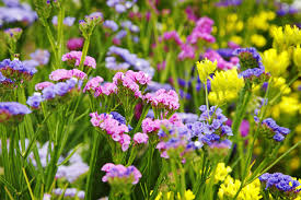 Image result for Limonium sinuatum