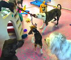 Check spelling or type a new query. East Aurora Pet Boutique