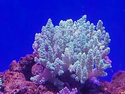 Image result for Scleria sobolifer