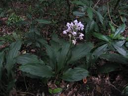 Image result for Calanthe sylvatica
