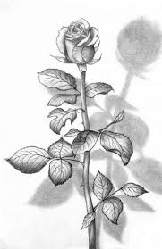 We would like to show you a description here but the site won't allow us. Realistic English Rose Drawing Novocom Top