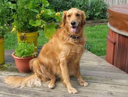 His old time remedies worked…. Veterinarian In Ballston Spa Ny Harmony Veterinary Clinic
