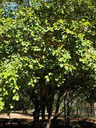 Image result for Ziziphus mauritiana