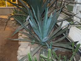Image result for Agave sisalana
