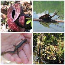 Resources For World Wetlands Day Wetlands Activities World Wetlands Day Wetland