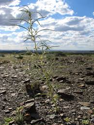 Image result for Anticharis senegalensis