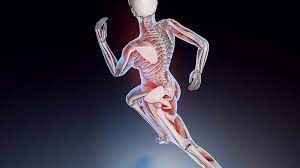 Muscles attach to bones at locations called origins and insertions. Muscle Bone Crosstalk Dr Phil Maffetone