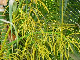 Image result for Dypsis