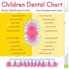 children teeth anatomy stock vector illustration of