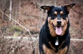 German Shepherd Rottweiler Mix The Complete Guide My