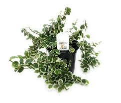 Image result for Ficus pygmaea