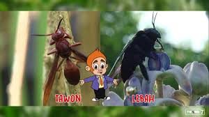 Check spelling or type a new query. Trans7 Sobat7 Tau Gak Sih Perbedaan Antara Lebah Dan Tawon Yuk Tonton Dunia Binatang Sekarang Facebook