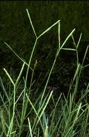 Image result for Paspalum vaginatum