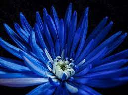 Divine Love Chrysanthemum Flower Flowers Blue Flowers
