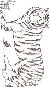 Tiger Drawings Of Class 2 And Class 5 Brainly In Learn drawing online today from the comfort of your own home!