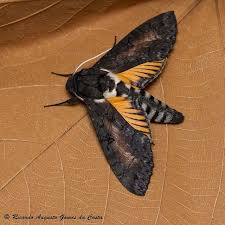 Image result for Isoglossa punctata