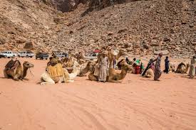 Riding a camel is an altogether different and enjoyable experience. Camel Tours Of The Wadi Rum Desert Led By Experienced Bedouin Guides