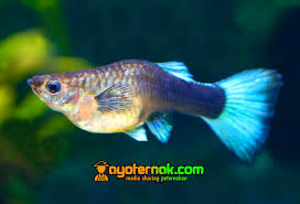 We did not find results for: Ciri Ciri Ikan Guppy Sedang Hamil Dan Cara Merawatnya Ayo Ternak