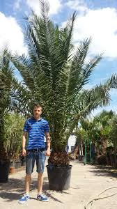 Phoenix canariensis is a massive palm with a single trunk growing typically up to 20 meters, but vigorous specimens have reached twice that height. Palme Phoenix Canariensis Hohe 4 Meter Winterhart 12 Grad Dattelpalme Premium Kaufen Bei Palms Store