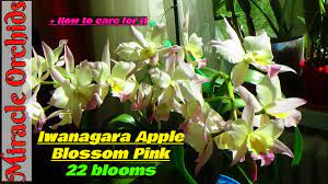 #apple blossom #apple tree #äppelblom #garden. Iwanagara Apple Blossom Pink 22 Blooms How To Care And Rebloom It Youtube