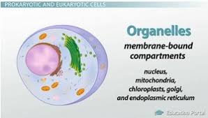 This video shows you how to say eukaryote.join tsu and get paid for using social media! Eukaryotic And Prokaryotic Cells Similarities And Differences Video Lesson Transcript Study Com