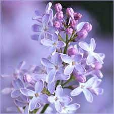 Lilac Twig By Svitakovaeva Light Purple Flowers Lilac Beautiful Flowers
