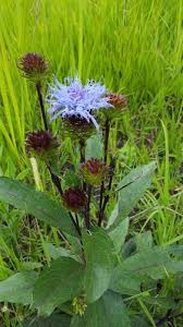 Image result for Vernonia gerberiformis