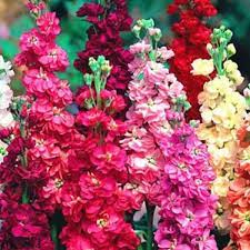 Mixed Color Matthiola Incana Stock Flower Seeds In 2021 Stock Flower Flower Seeds Flower Pots