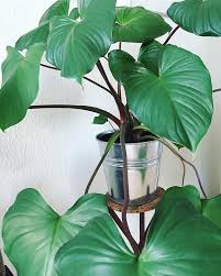 Homalomena Rubescens Cool Plants Plants Bathroom Without Windows