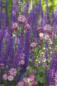 bourgondische tuin de tuinen van appeltern tuin paarse tuin prachtige tuinen