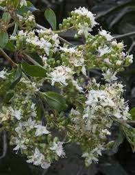 Herbal plants categories herbal plants rare herbals plant seeds dried leaves organic corner homemade corner sale! Henna Lawsonia Inermis