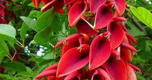 Image result for Erythrina crista-galli