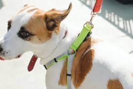 The Best Dog Harness Reviews By Wirecutter